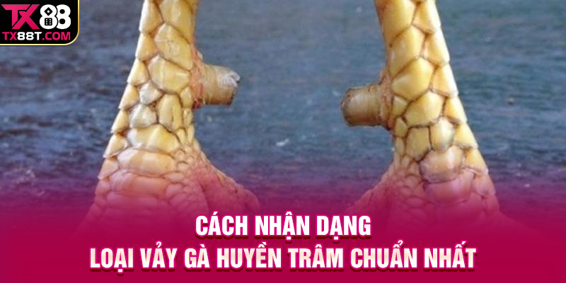 Cách nhận dạng loại vảy gà Huyền Trâm chuẩn nhất