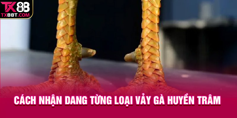 Cách nhận dang từng loại vảy gà Huyền Trâm