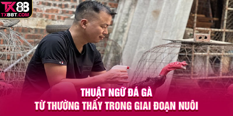 Thuật ngữ đá gà từ thường thấy trong giai đoạn nuôi