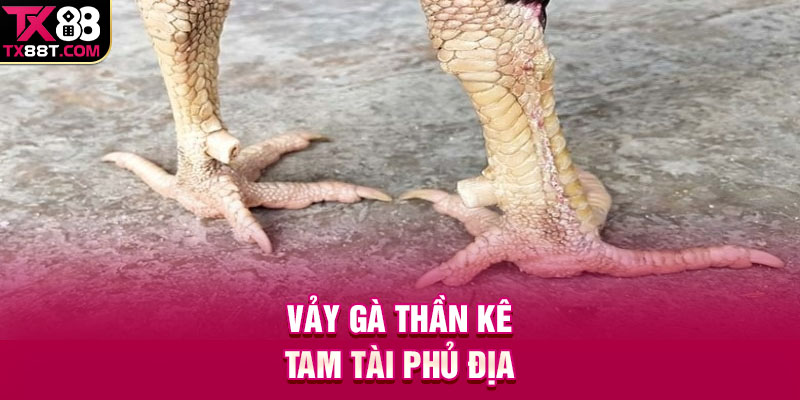Vảy gà thần kê – Tam tài phủ địa